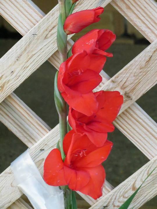 red flower.jpg