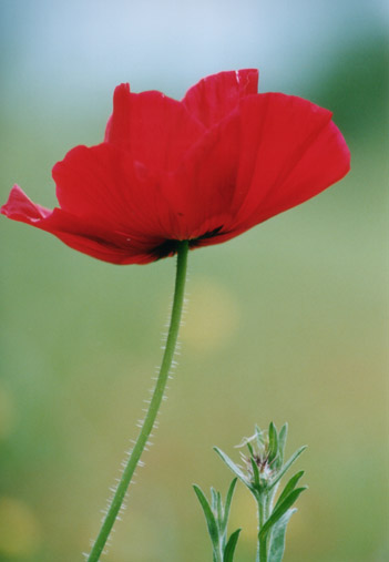 red-poppy-flower-lowres.jpg