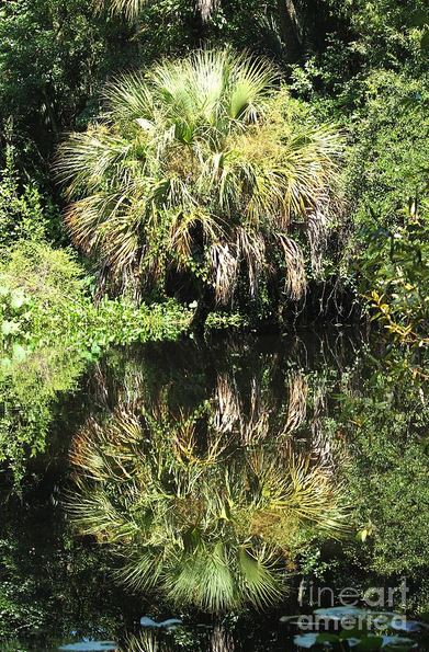 reflected cabbage palm.JPG