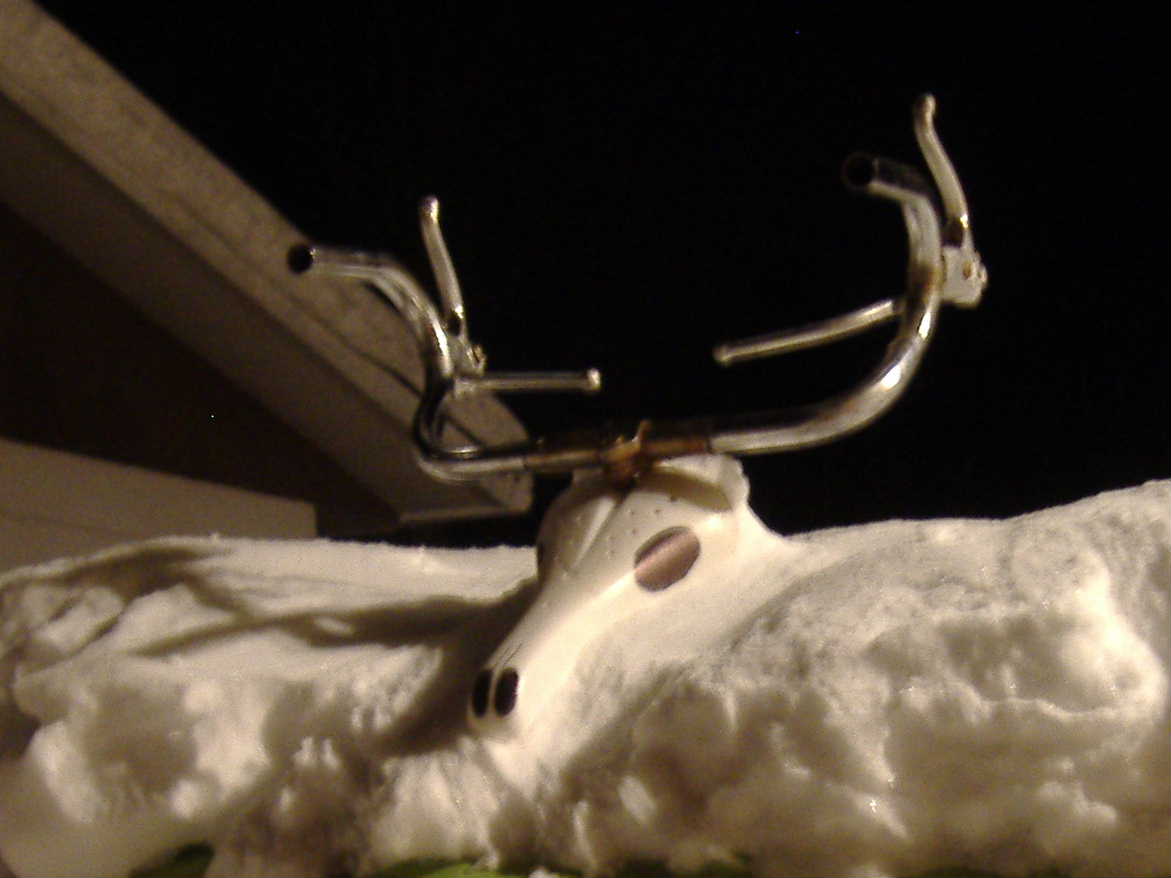 reindeer skull.JPG