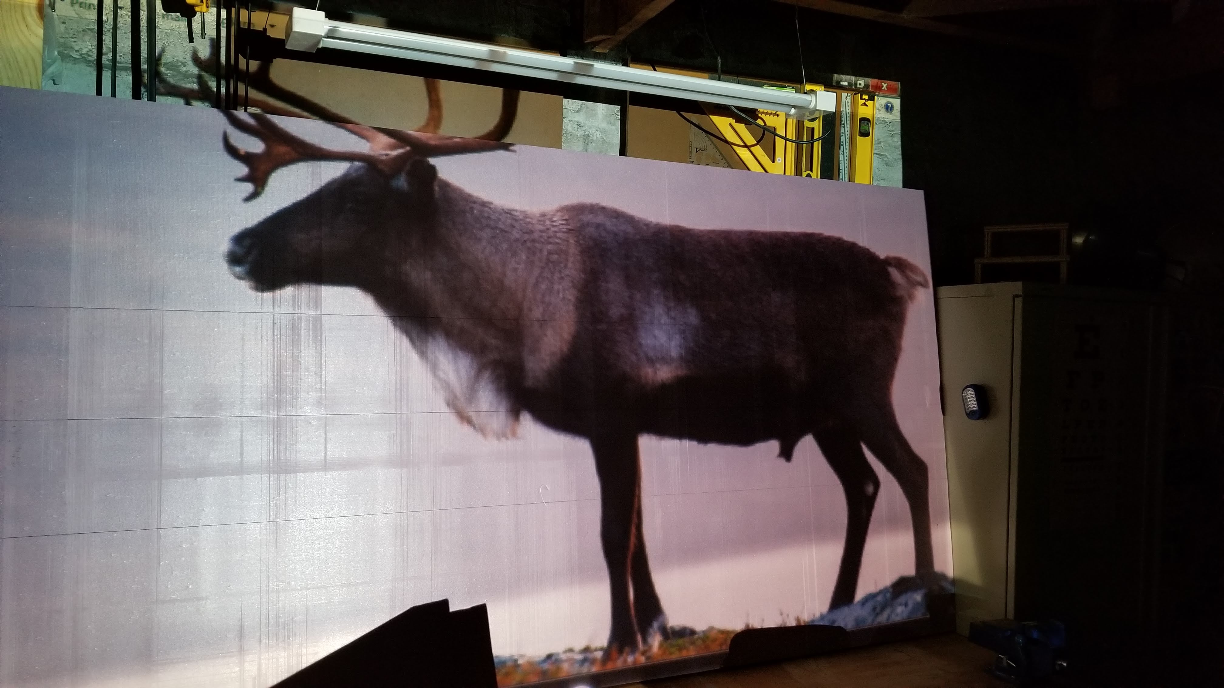 reindeer1_projection.jpg