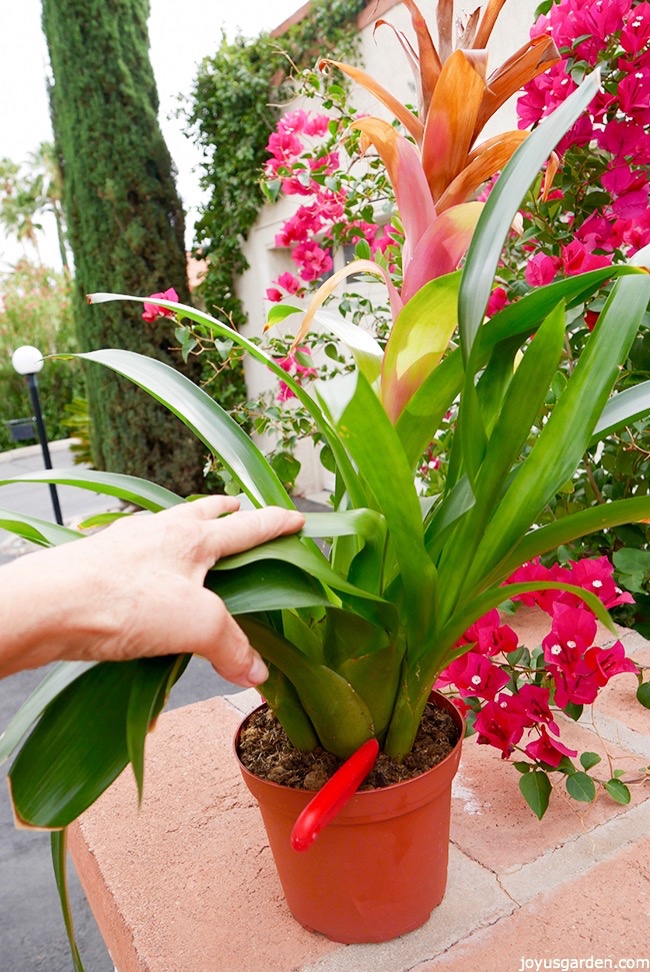 removing bromeliad pups_new.jpg