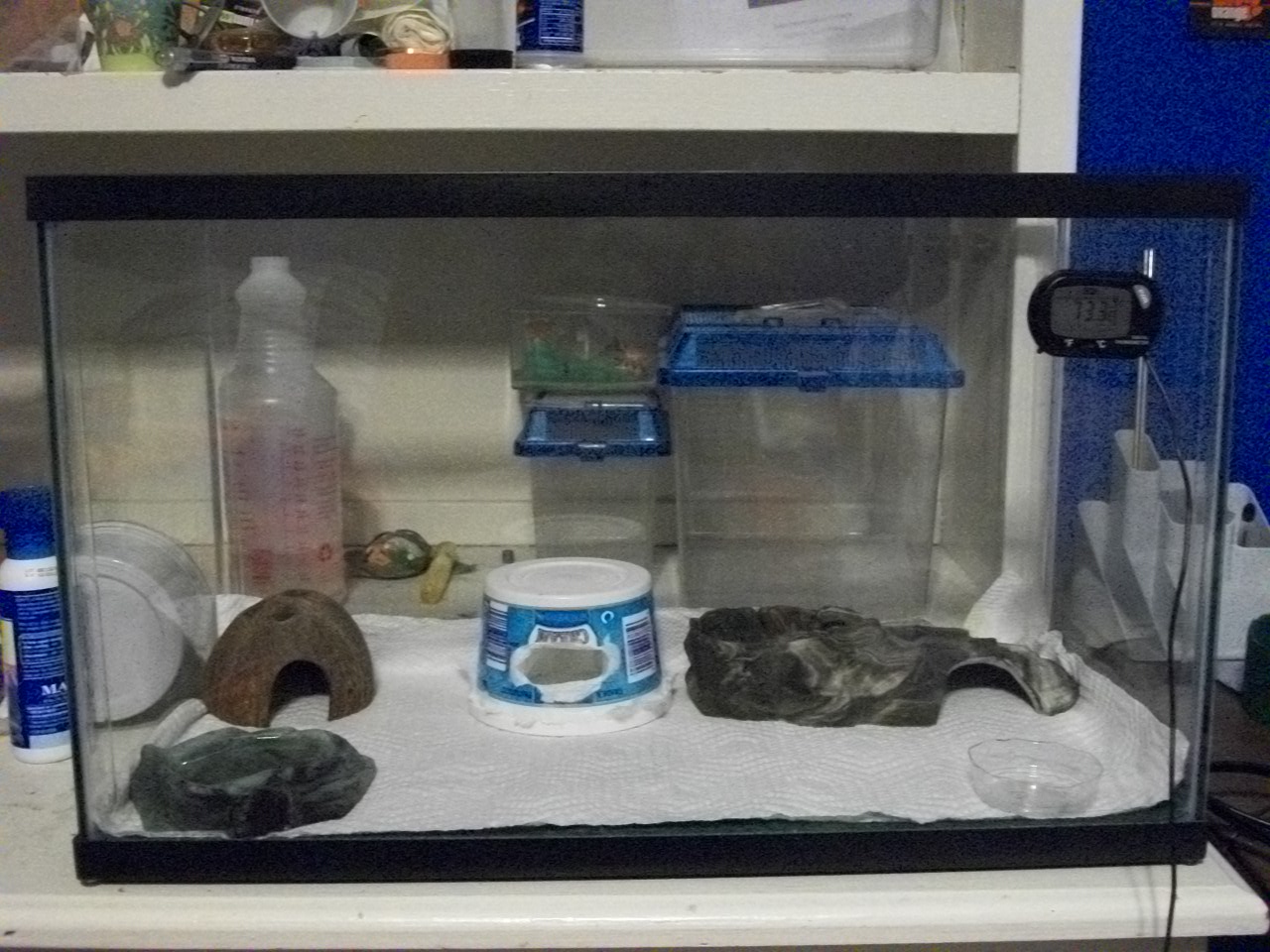 reptile housing 002.JPG