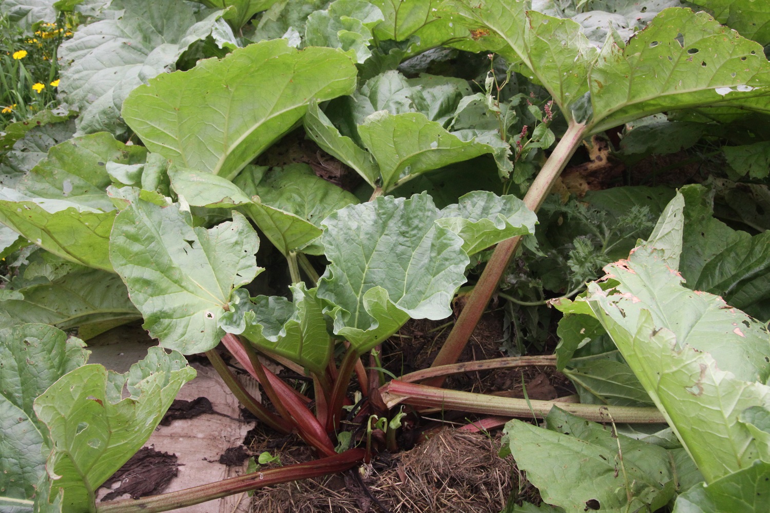 rhubarb.jpg