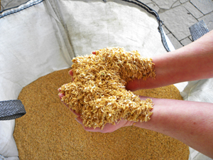 rice-husks1-sm.jpg