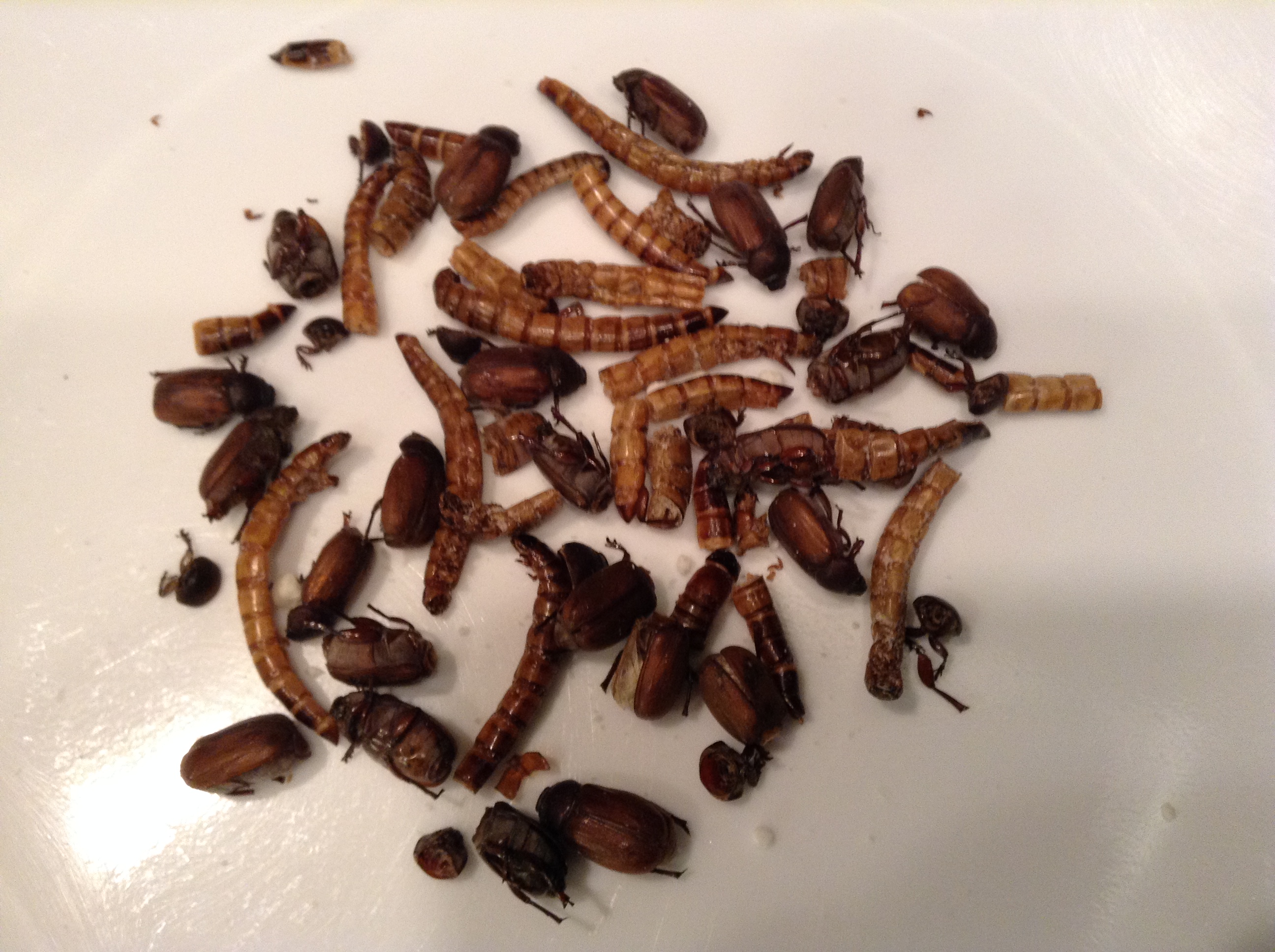 roasted_insects.JPG