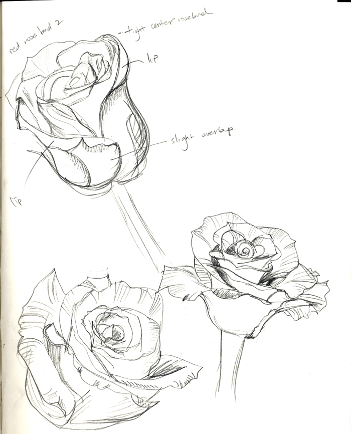 rosestudy.jpg