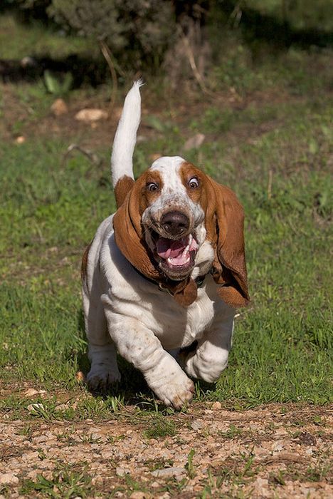 running_basset_hounds_05.jpg