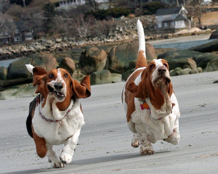 running_basset_hounds_07.jpg