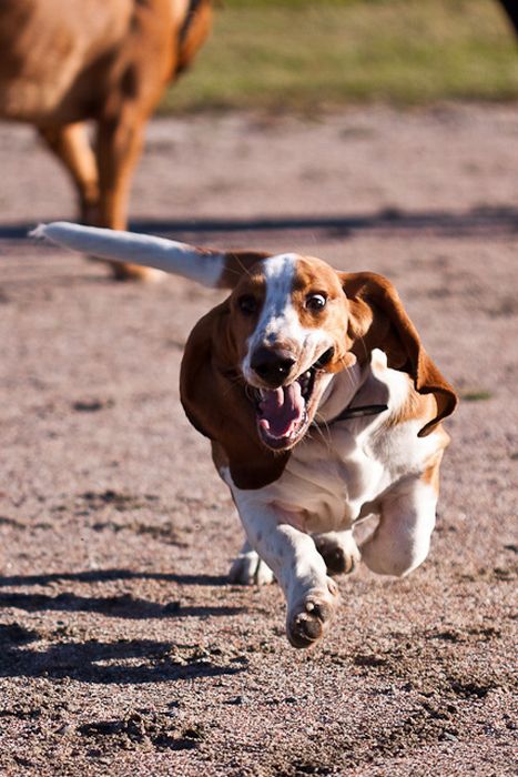 running_basset_hounds_08.jpg