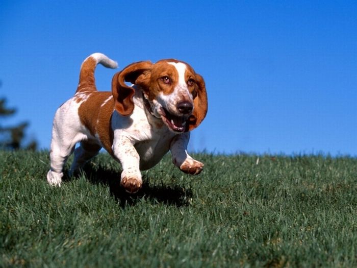 running_basset_hounds_21.jpg