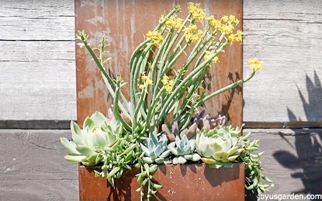 rustic-yet-modern-metal-wall-planter-filled-with-succulents.jpg