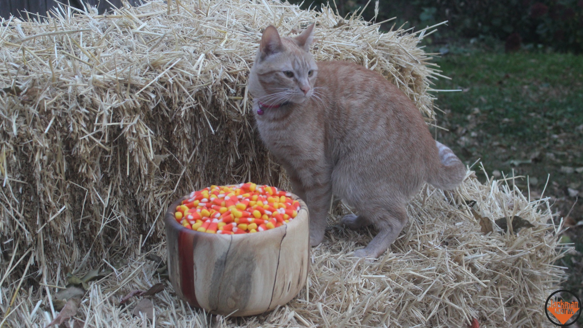 salem halloween bowl 25.jpg
