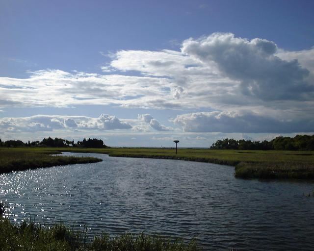 salt marsh.jpg