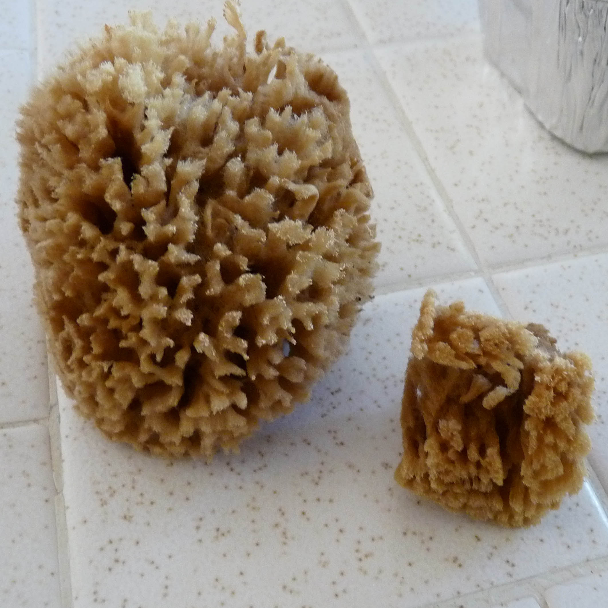 sea sponge.jpg