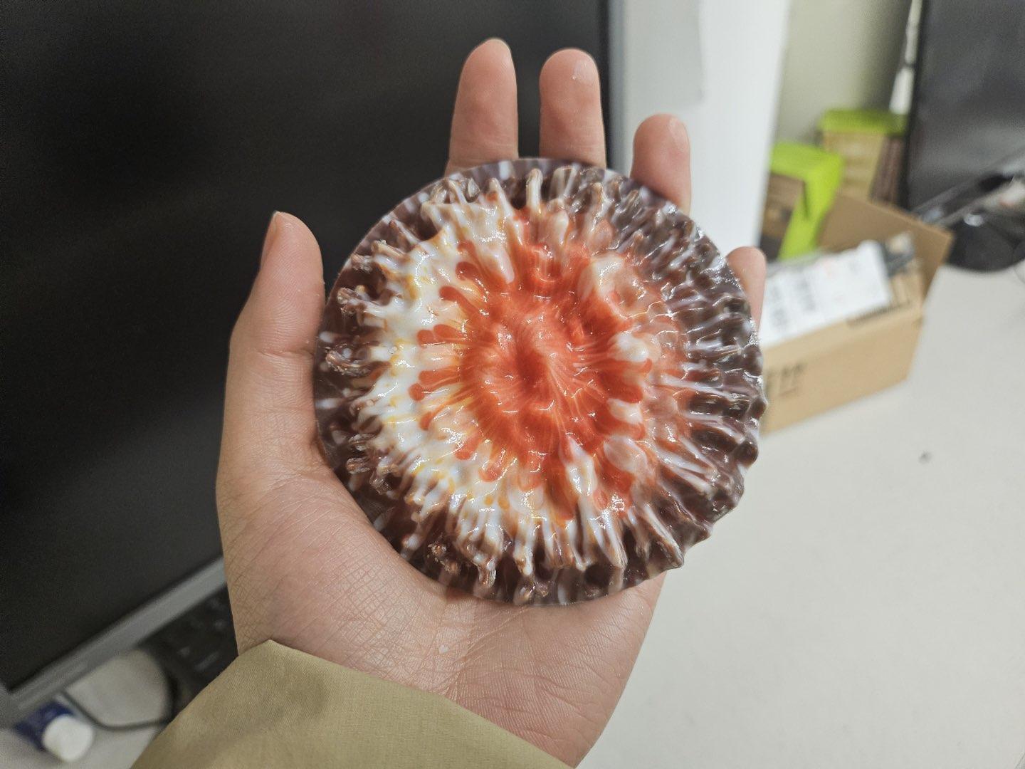 sea urchin.jpg