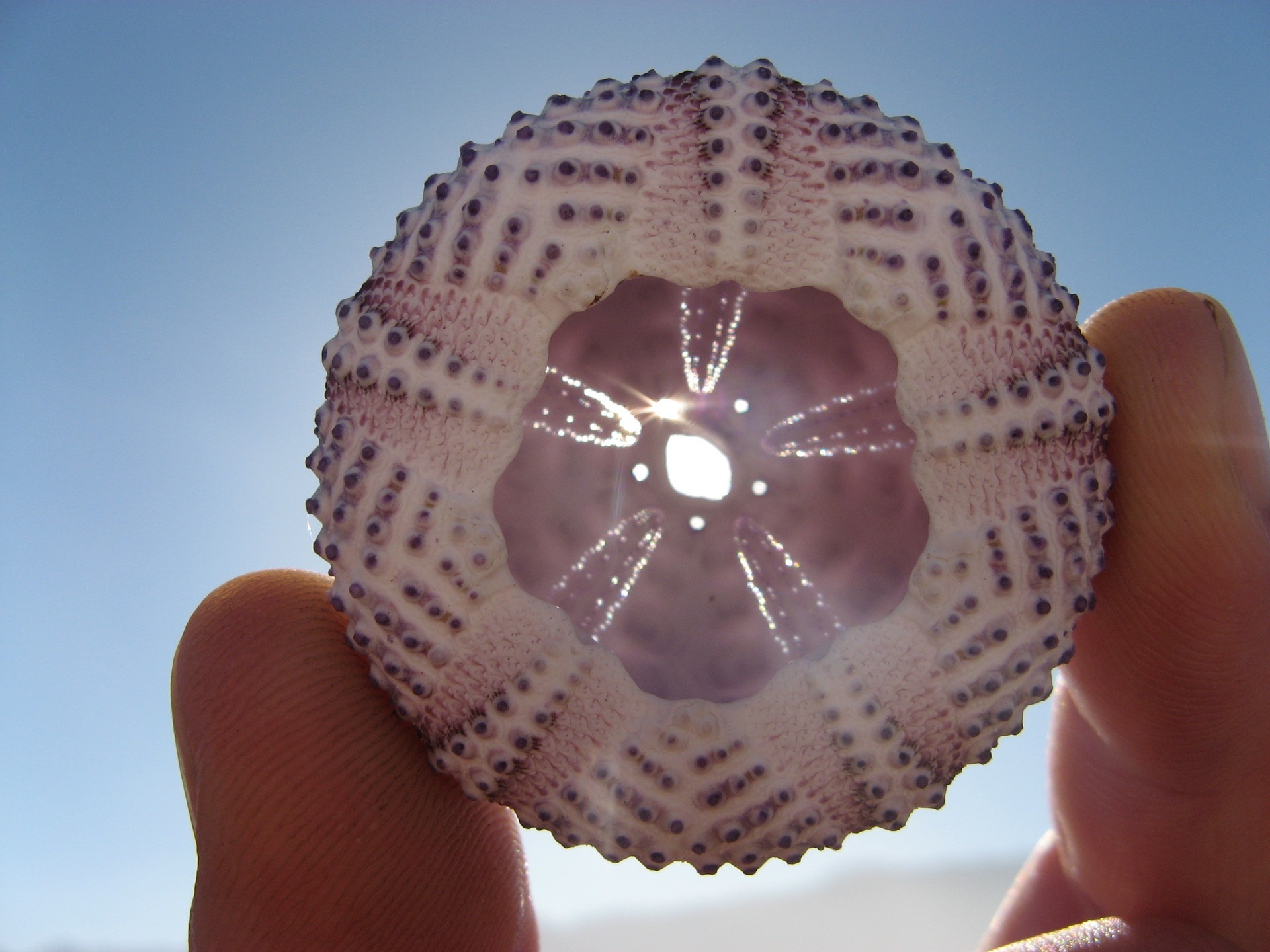 sea-urchin-1794323_1920.jpg