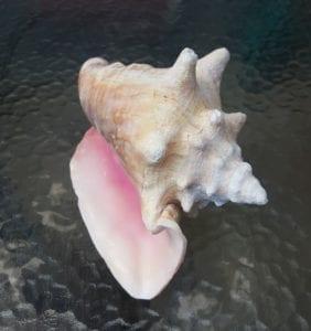 seashell.jpeg