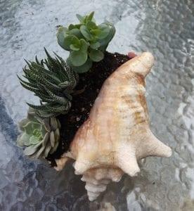 seashell_succulent_planter.jpeg