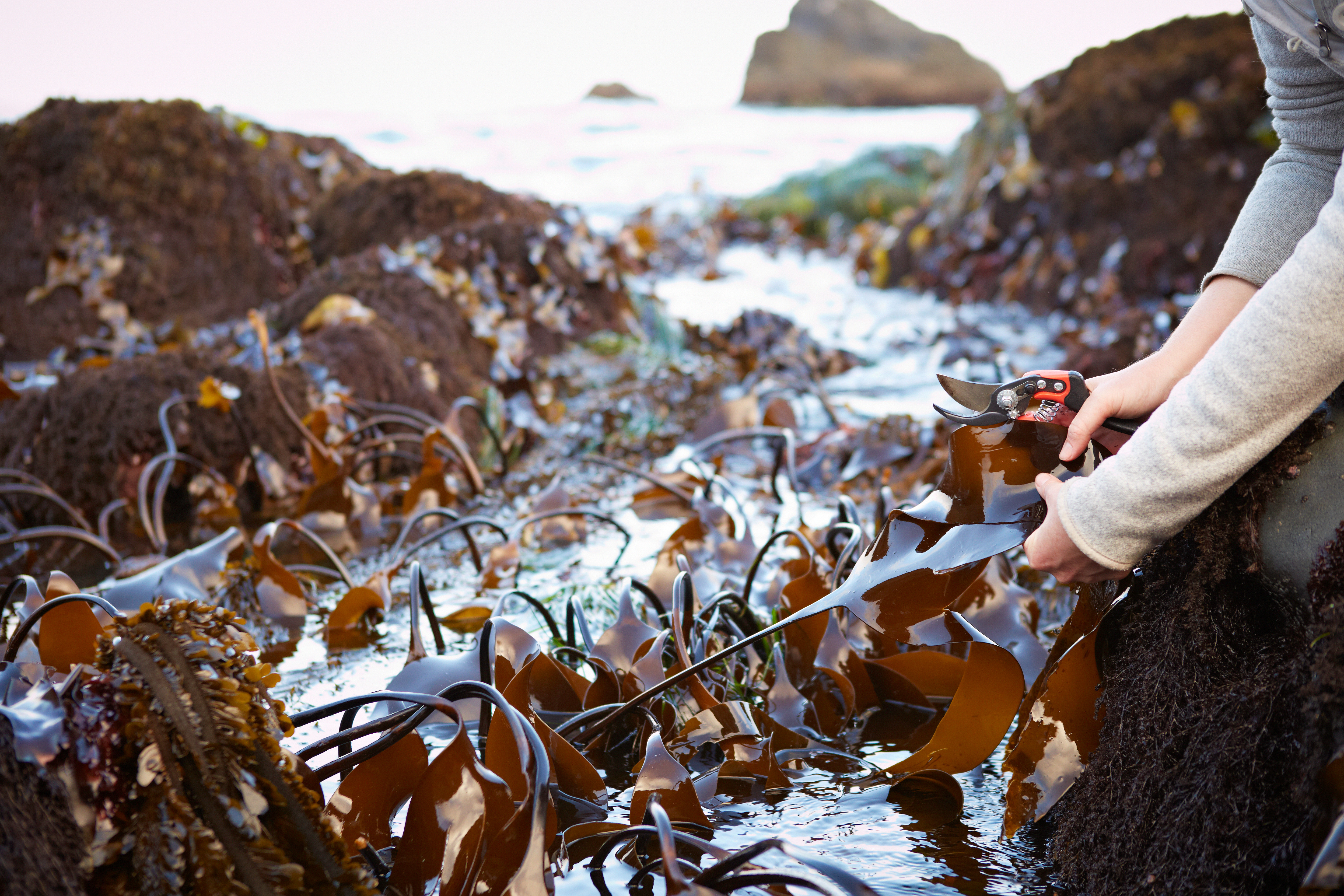 seaweed_foraging_0433.jpg