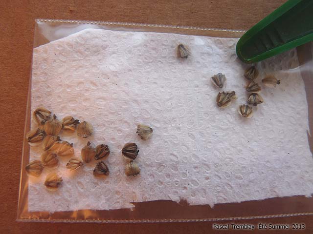 seed-germination.jpg