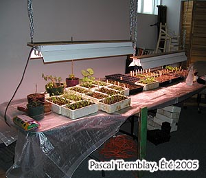 seedling_table_2.jpg