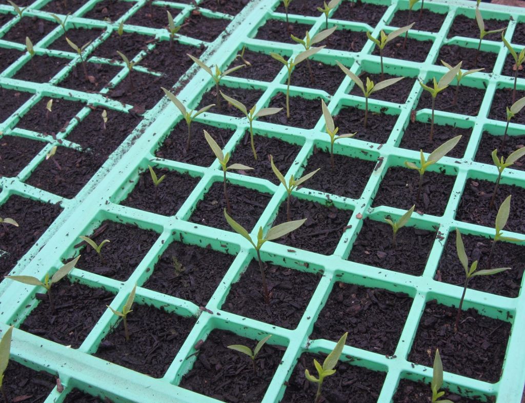 seedlings.jpg