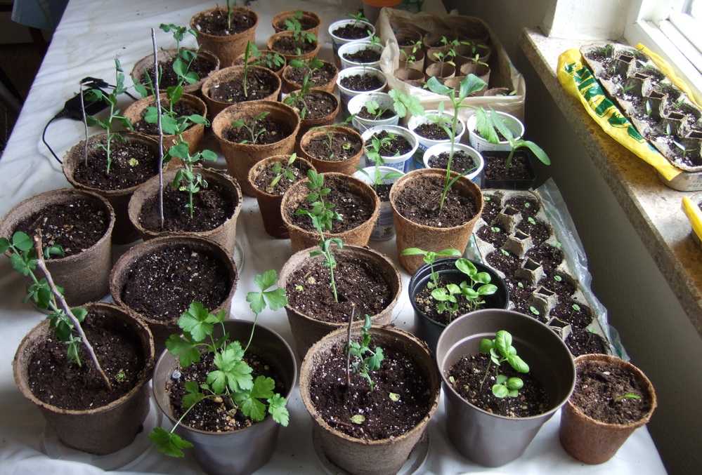 seedlings.jpg