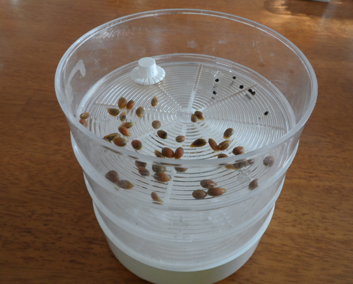 seeds in sprouter2.JPG