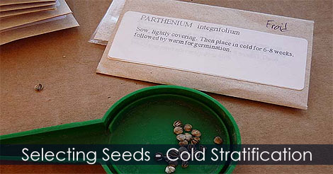 selecting-seeds-stratification.jpg