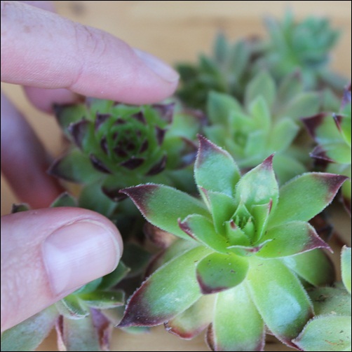 sempervivum size example.jpg