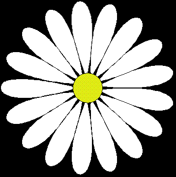 shasta-daisy.GIF