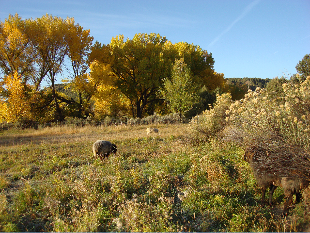 sheep grazing.jpg