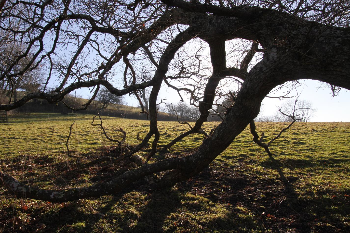 silhouette fallen tree 01.jpg