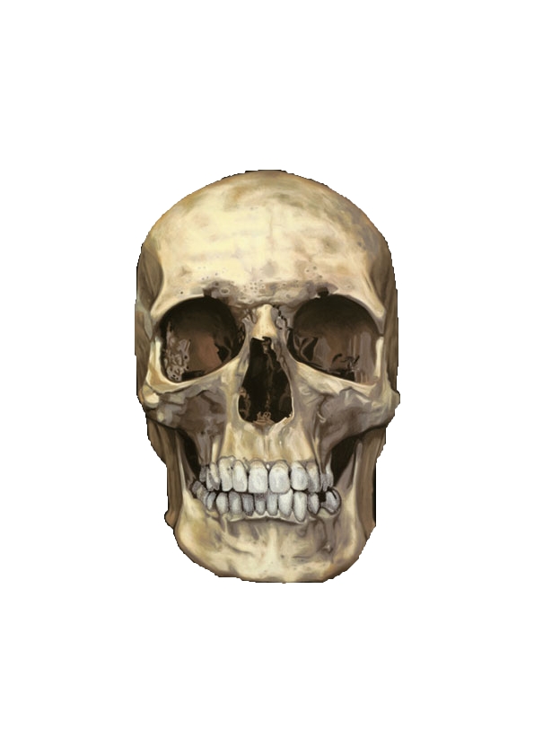 skull.jpg