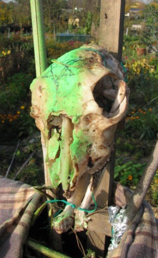 skull1.jpg