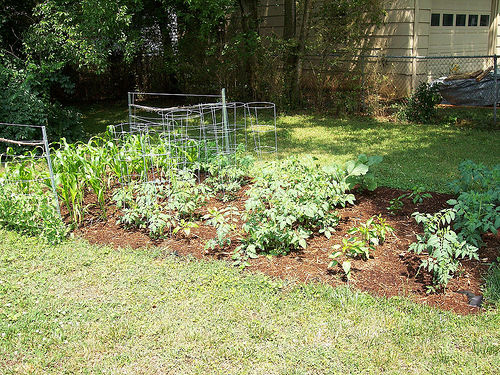 small-backyard-food-garden-ebzfyke.jpg