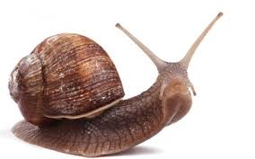 snail.jpg