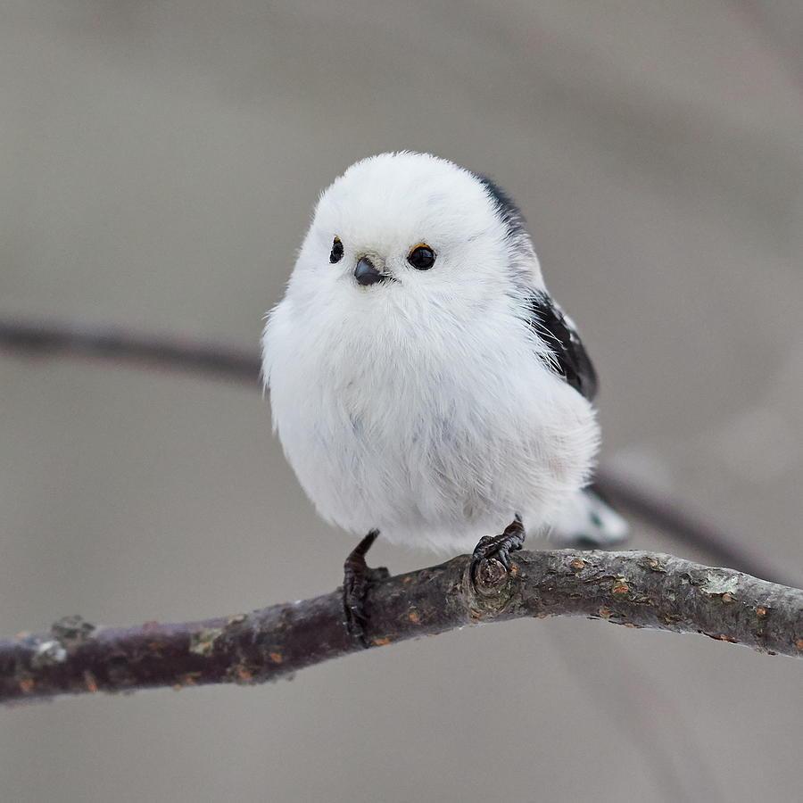 so-white-so-beautiful-long-tailed-tit-jouko-lehto.jpg