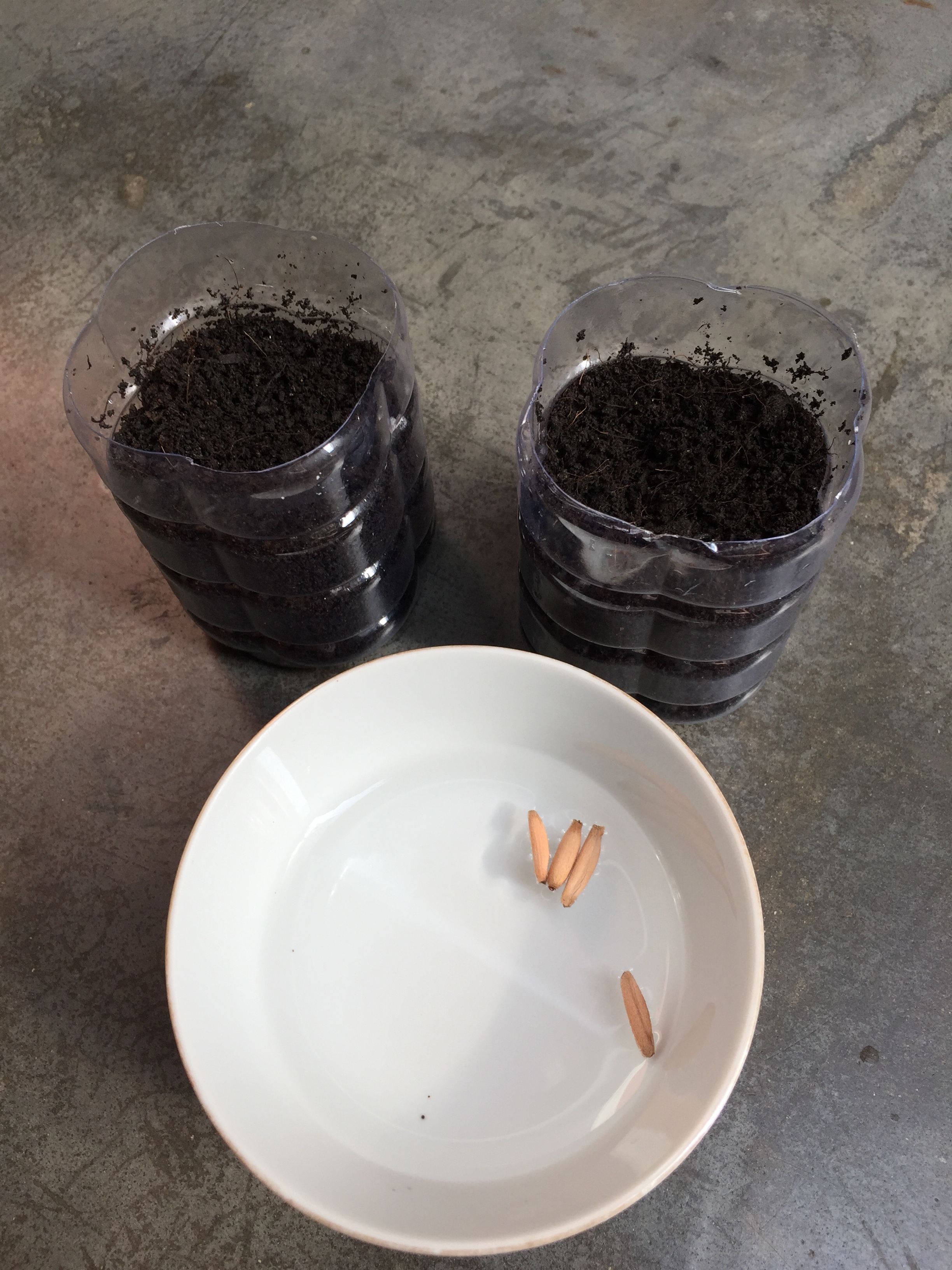 soak-seeds-in-water.JPG