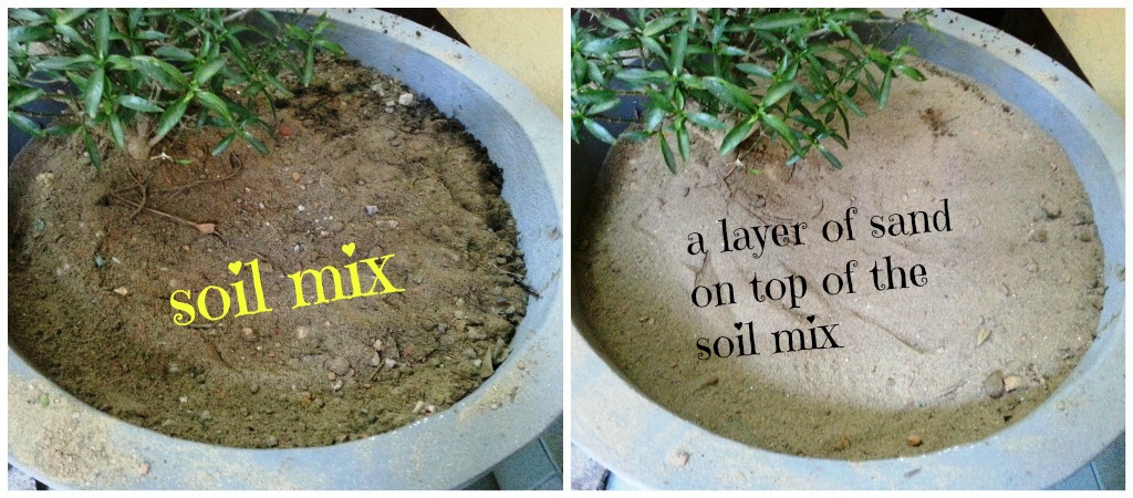 soil sand.jpg