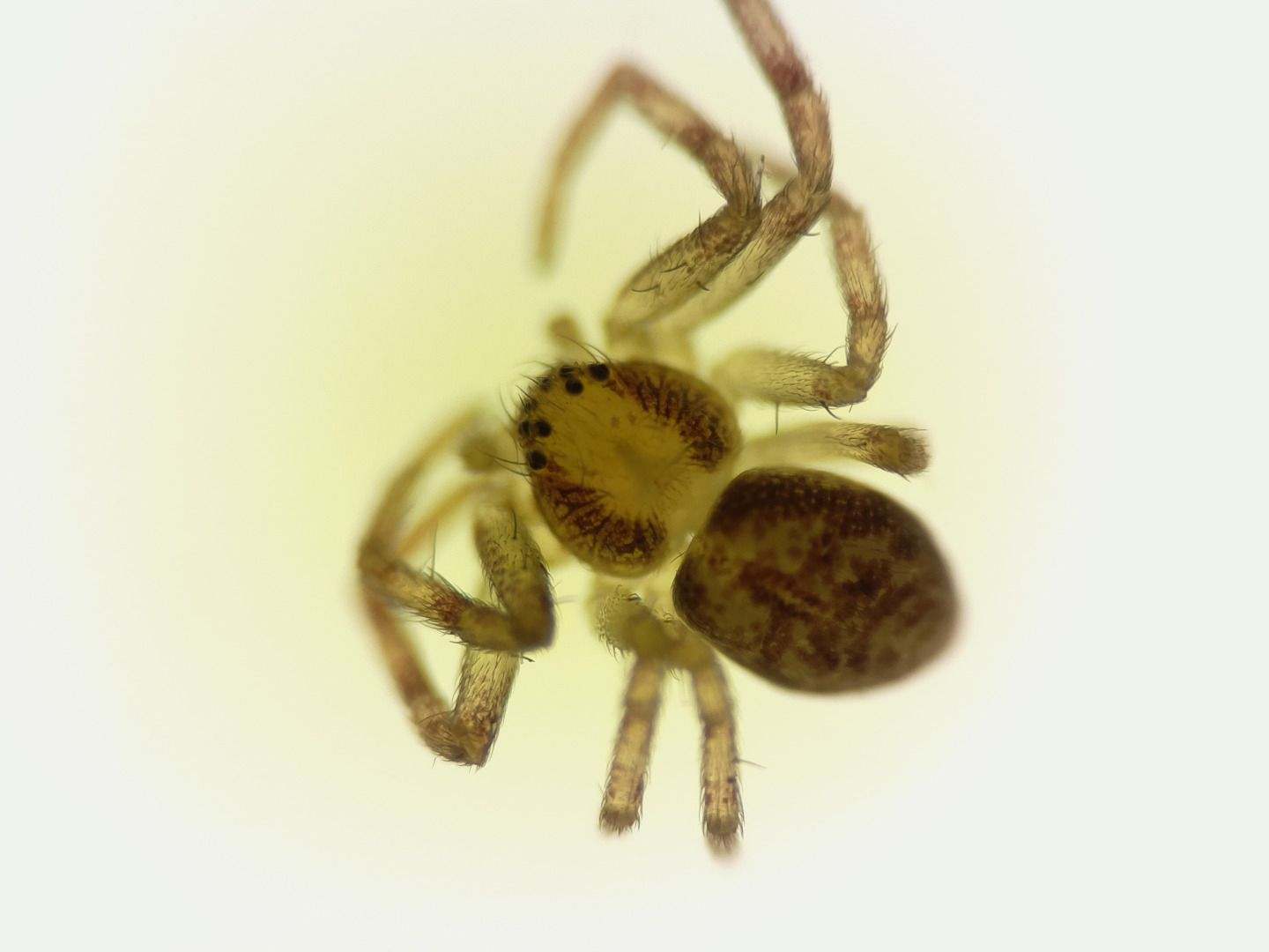 spider 5 12 mm objective.jpg