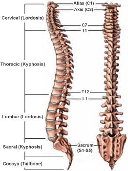 spinal_curves_regions.jpg