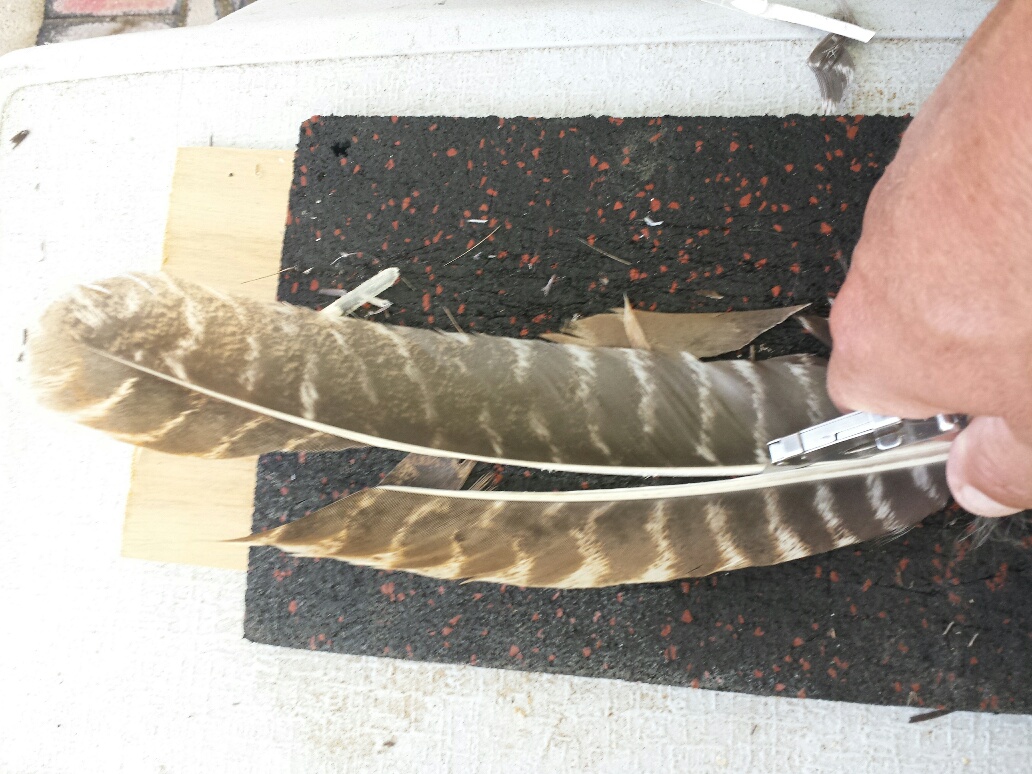 split feather down midrib.jpg