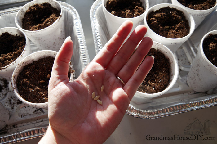 spring-planting-seedlings-minnesota.jpg