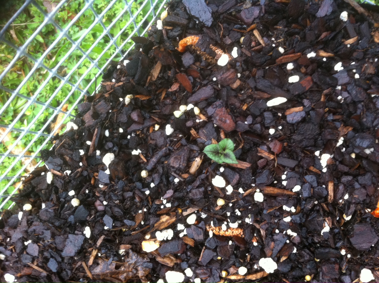 sprouted.4.18.2013.2.JPG