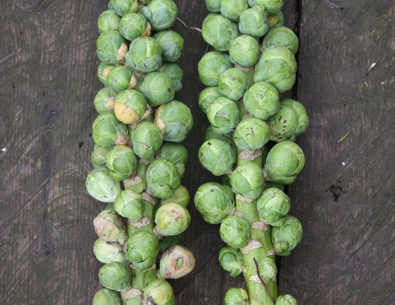 sprouts harvested 01.jpg