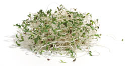 sprouts_alfalfa.jpg