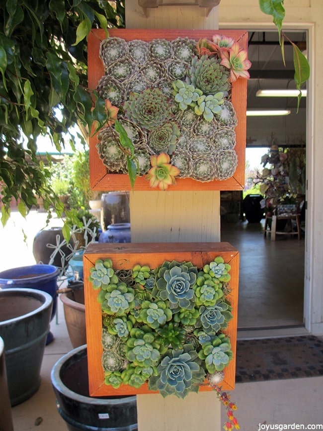 square-frame-filled-with-succulents.jpg