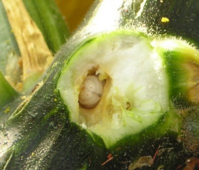 squash_vine_borer_pupae.jpg